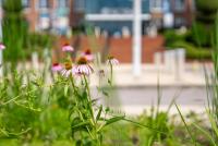 Carolina Wildlife Garden officially opens at the South Carolina State Museum