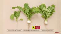 Kekkilä-BVB and Arevo partner to bring arginine-based crop nutrition to Nordic and Baltic gardens