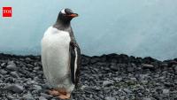 DNA study reveals gentoo penguins are four species, with a new species found on the Kerguelen Islands and climate risks by 2050