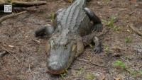 Florida lawmaker pushes ‘GATOR Act’ after woman killed by alligator