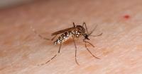 Dengue fever in Florida: 1 case confirmed in Orange County; 40+ cases statewide