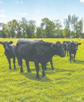 Foreign beef imports can harm local farmers