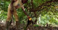 El Niño threatens West Africa's cocoa producers