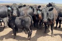 USDA wants to rebuild the American beef herd. Idaho ranchers aren’t sold yet
