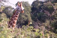 The Jewish Trail Kenya