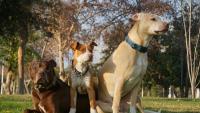 ‘There Was Blood Everywhere’: Neighbor Describes Dogs Mauling a Woman in Her North Carolina Yard After They Spilled From a U-Haul