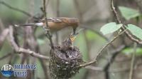 University of Washington publishes study on the Tinian Monarch