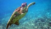 Marlon Brando and the 15,000 green sea turtles