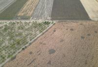 Climate Shocks Hit EU Corn Heartland