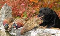 New Hampshire’s Youth Pheasant Hunting Weekend Is September 26–27