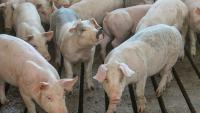 UMN Launches High-Impact Initiatives to Improve Swine Herd Health