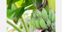 Ecuador exporting more bananas, despite slowdown of demand in July