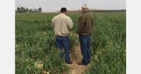 Peruvian sweet onion shipments underway