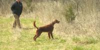 South Carolina lawmakers may revisit dog deer hunting rules