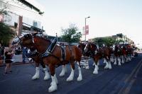 Budweiser Clydesdales Coming to Baton Rouge for LSU-Clemson Game