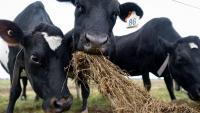 The salad bar for cows: Lincoln University researchers test a new vision for healthier farming