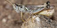 MSU researchers find grasshoppers can detect PFAS chemicals
