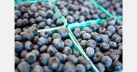 South America exports 162,290 tons of blueberries to Europe in 2025