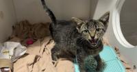 Why cats are crowding shelters, and when environmental worry overwhelms