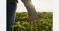 U.S. potato exports reach 2.99 million tons in 2025/26