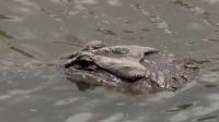 'Gator Act': Deadly alligator attack in Florida sparks federal wildlife study proposal