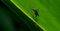 Locally acquired dengue confirmed in Orange County