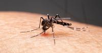 Orange County increases spraying after local dengue case confirmed