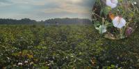 Cotton farmers in South Ga. race the clock to save a slower season