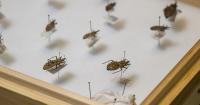 The mystery of a well-traveled kissing bug