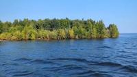 Surreal floating forest in Canadian lake stumps scientists; social media abuzz