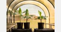 Australia develops TR4-resistant Cavendish banana varieties