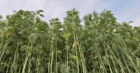 Congress delays national hemp ban, giving lawmakers time to create regulations to aid businesses