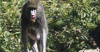 Lulu, beloved mandrill at San Francisco Zoo, dies at age 24