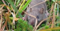 Idaho leaders look for answers to growing rat problem