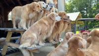 Visitors can play with golden retrievers at Vermont farm