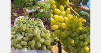 “At this slow pace of sales, I expect grapes to remain available at least until mid-November”