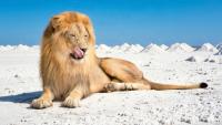 Liontown has moved on Argentine lithium, and there’s a reason it’s the place to be