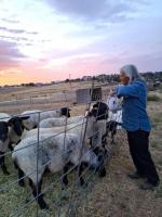 Madras sheep rancher recognized by the Oregon Department of
Agriculture