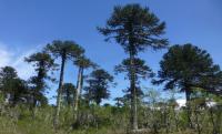 Chilean Study Shows That Some Plants Can Grow Quickly and Tolerate Water Stress