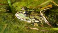 New Mexico neighbors rally to help save dozens of frogs, turtles from being 'buried alive'