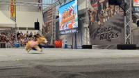 The Fast and the Furriest: Corgi racing comes to the Great New York State Fair