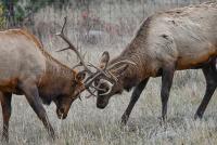 Hunting seasons start in Colorado: How hunters and outdoor recreationists can prepare and new regulations hunters need to know