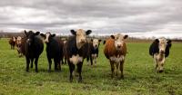 Farm groups including Illinois Farm Bureau urge reversal of beef import decision
