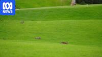 Golfers despair as rabbits damage one of Australia's best courses