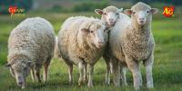 Ohio State University to host fall sheep shearing school