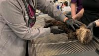 California river otter finally swims free after surviving late-night crash and head trauma