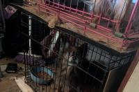 Indiana shelter rescues 42 animals from 'one of the worst' hoarding cases it's encountered