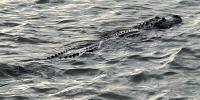 Louisiana expands alligator hunt as population swells to 3 million