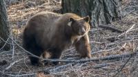 Virginia scientists say warming winters may not fully reset black bear hibernation clocks