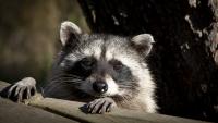 Rabid raccoons found in Warwick as Rhode Island cases climb